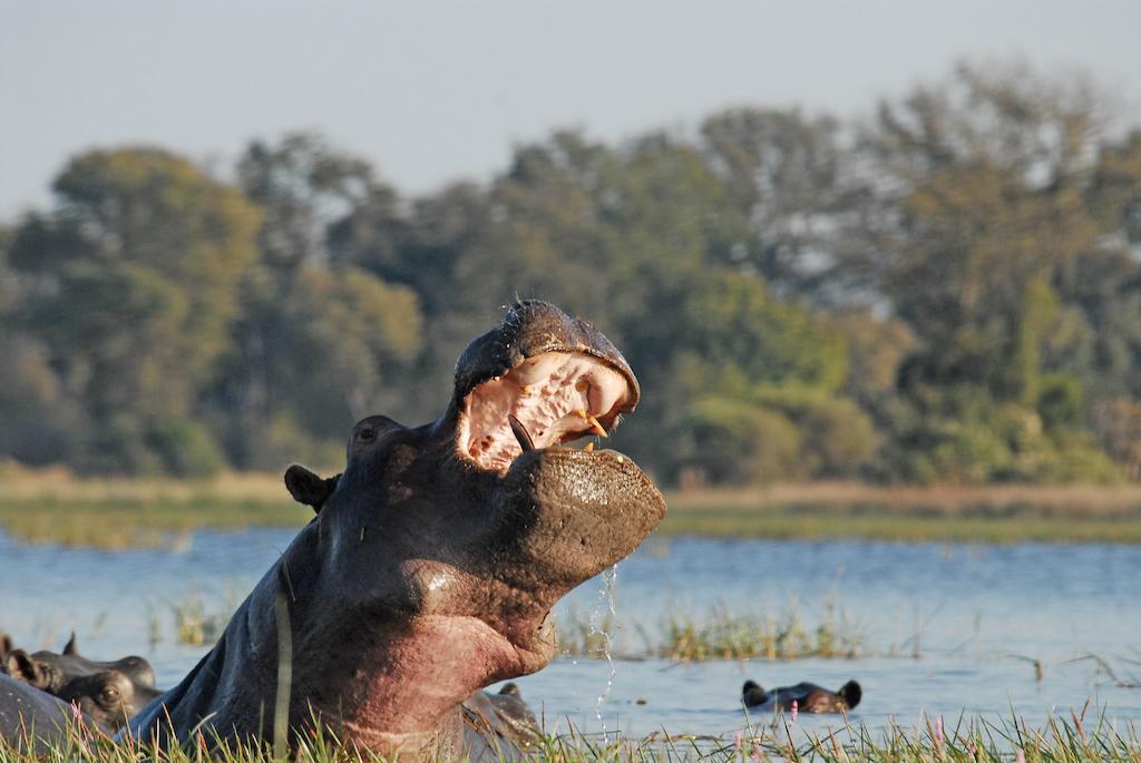 Divava Okavango Resort & Spa Bagani Exteriér fotografie
